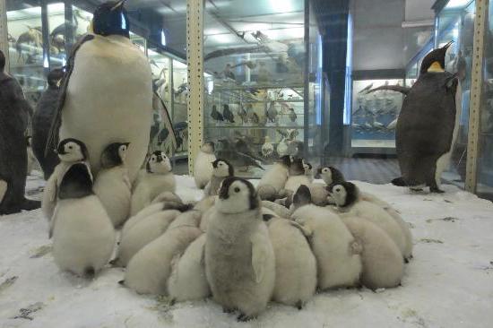 مشاهد من العاصمة الثقافية لروسيا. متحف الحيوان (سانت بيترسبورغ)